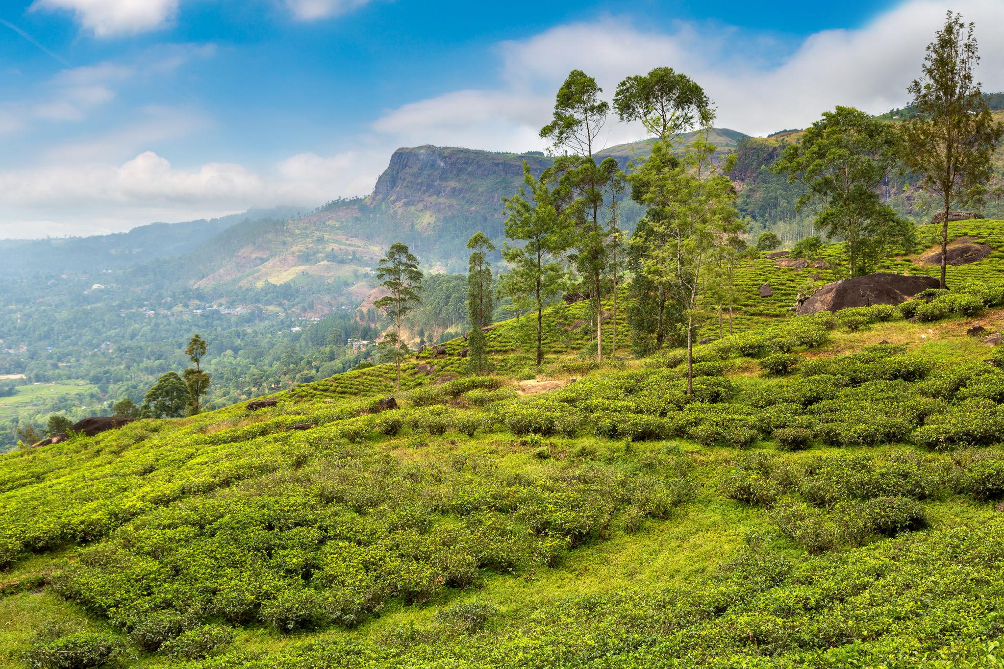 Nuwara Eliya