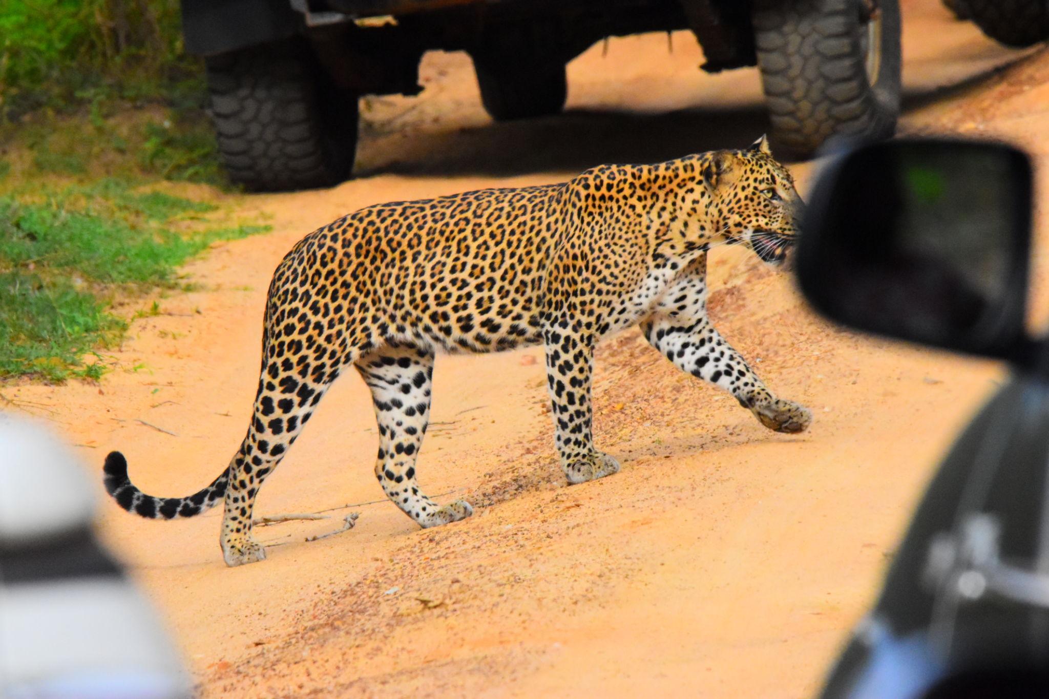 Yala National Park