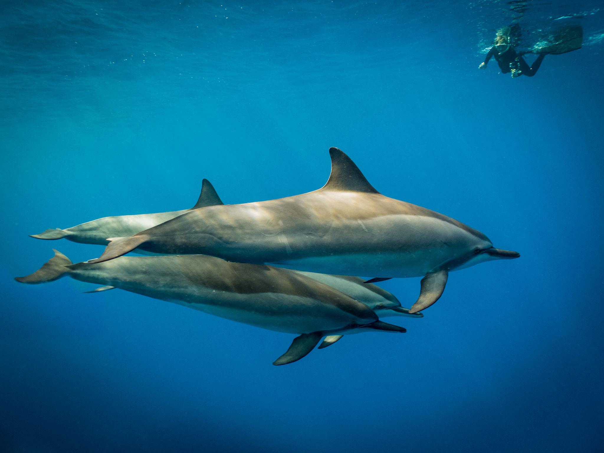 dolphine watching