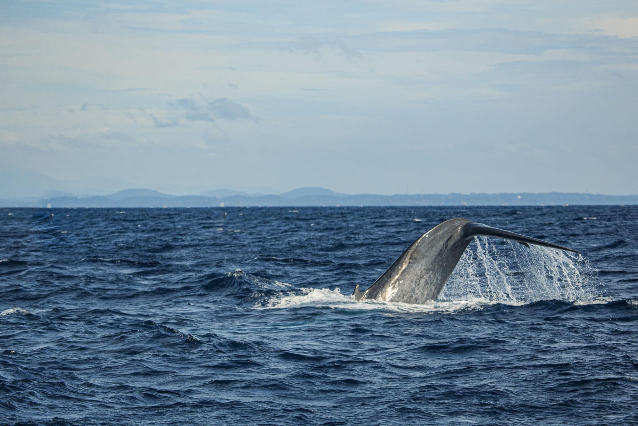 whales Watching