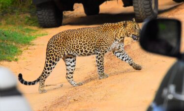 Sri Lanka 6 Days Tour Itinerary